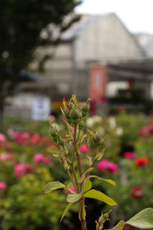Rosier rustique 'Champlain'