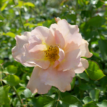 Hardy rose 'Chinook Sunrise'