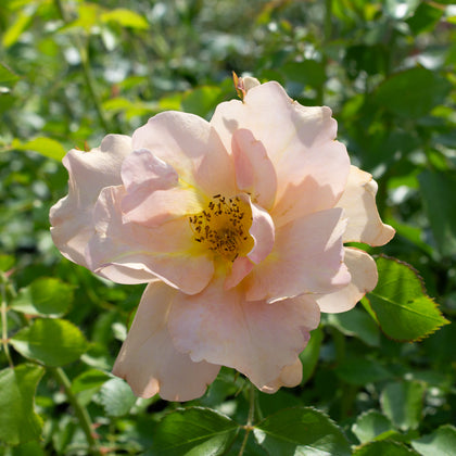 Hardy rose 'Chinook Sunrise'