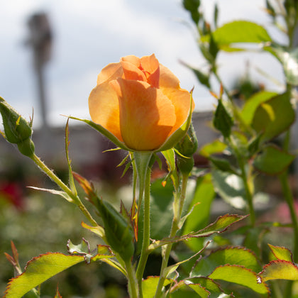 Hardy rose 'Chinook Sunrise'