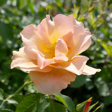 Hardy rose 'Chinook Sunrise'