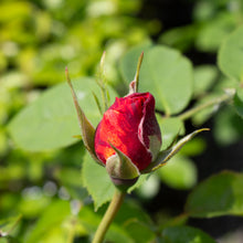 Rosier floribunda 'Cinco de Mayo'