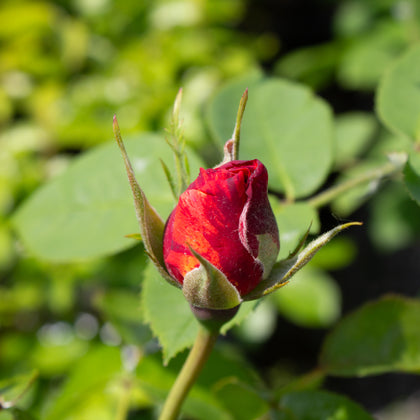 Floribunda rose bush 'Cinco de Mayo'