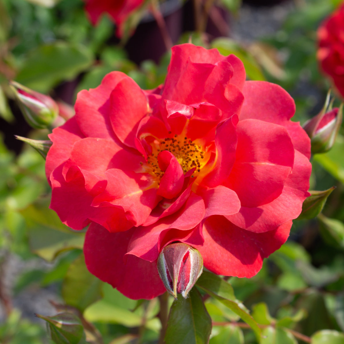 Rosier floribunda 'Cinco de Mayo'