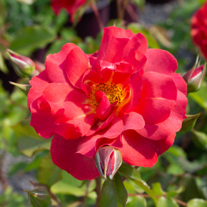 Floribunda rose bush 'Cinco de Mayo'