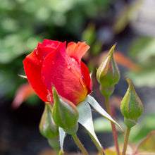 Rosier floribunda 'Cinco de Mayo'