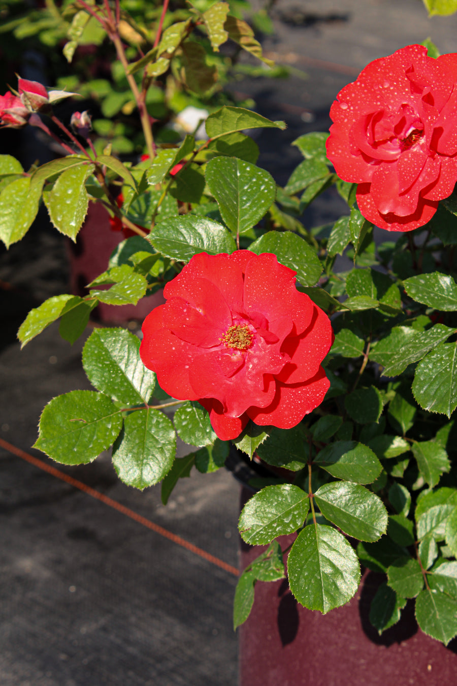 Rosier rustique 'Cinnamon Hearts'