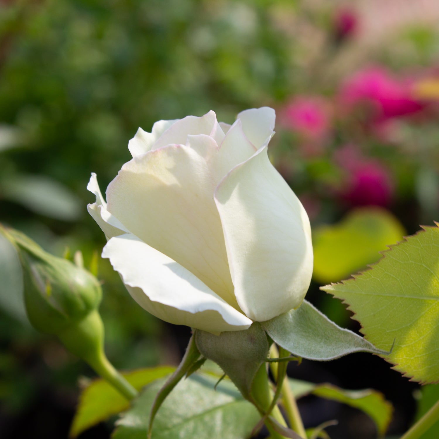 Climbing rose 'Eden Climber White'