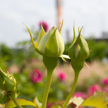 Climbing rose 'Eden Climber White'