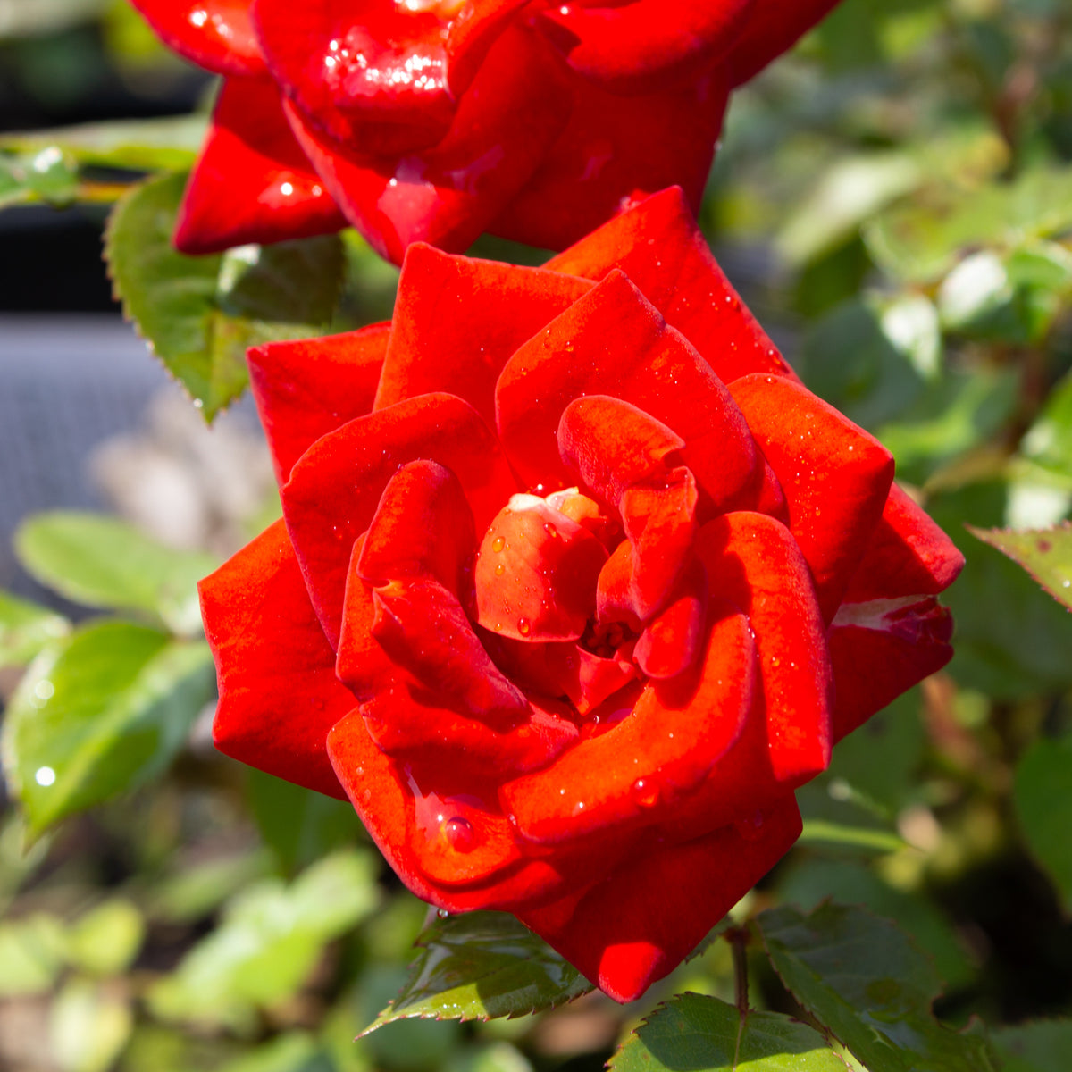 Rosier miniature 'Coffee Bean'