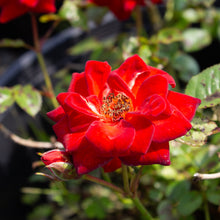 Rosier miniature 'Coffee Bean'