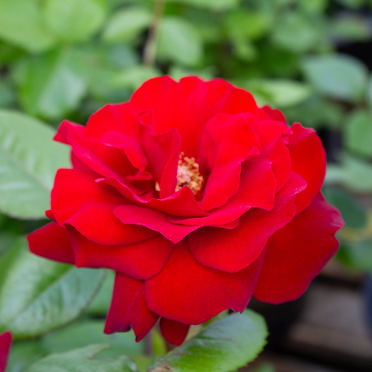 Grandiflora rose 'Crimson Bouquet'