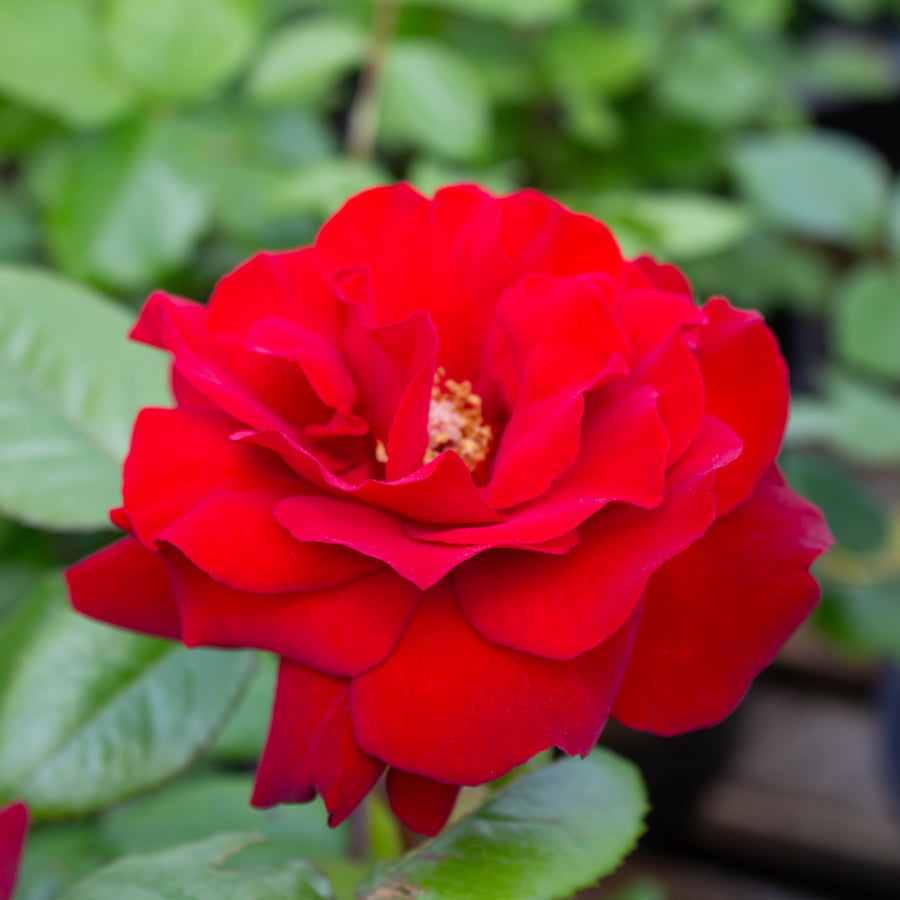 Rosier grandiflora 'Crimson Bouquet'