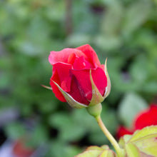Grandiflora rose 'Crimson Bouquet'