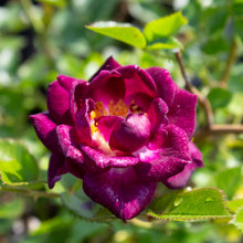 Rosier miniature 'Diamond Eyes'