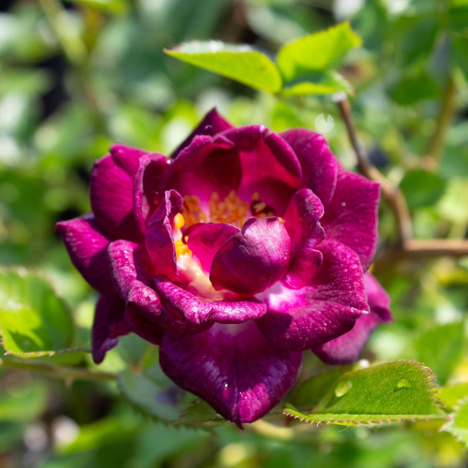 Rosier miniature 'Diamond Eyes'