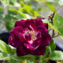 Rosier miniature 'Diamond Eyes'