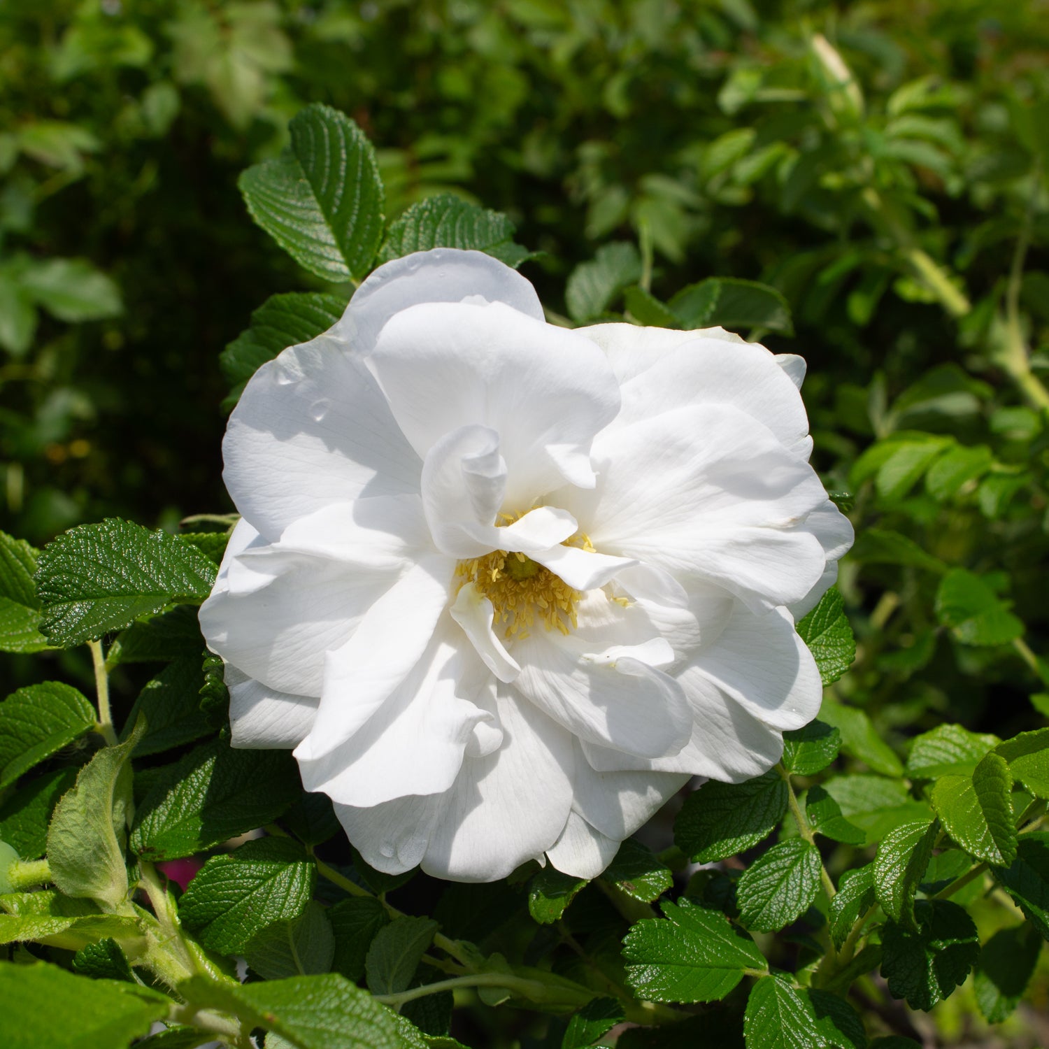 Rosier rugosa 'Blanc Double de Coubert'