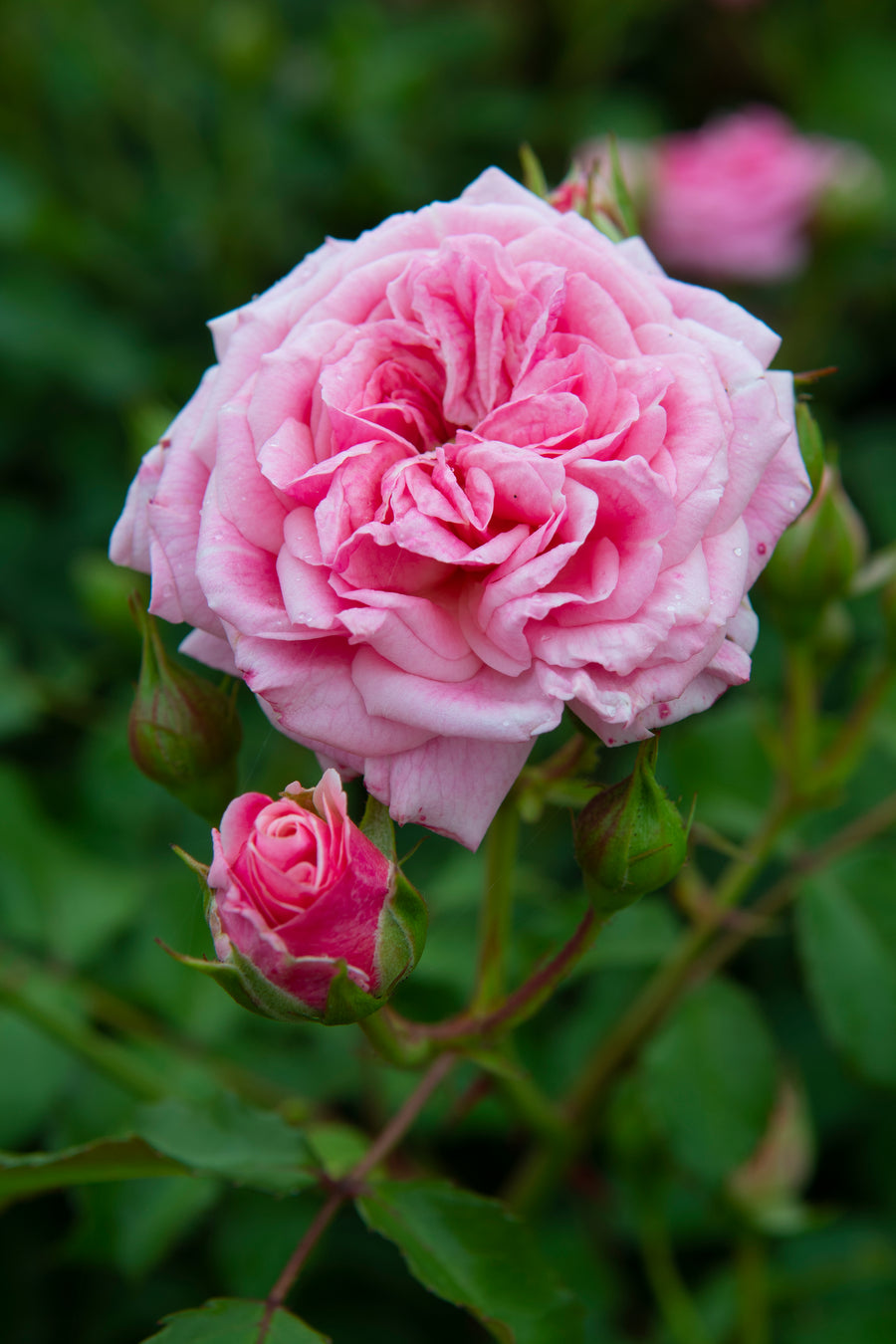 Rosier rustique 'Drift Sweet'