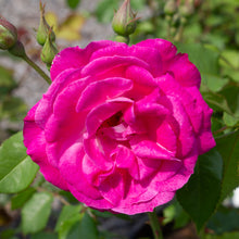 Floribunda rose 'Easy to Please'