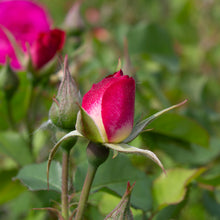 Floribunda rose 'Easy to Please'