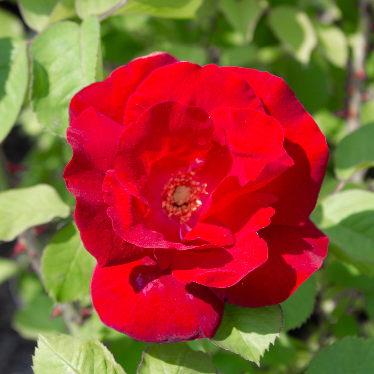 Hardy rose 'Emily Carr'