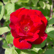Hardy rose 'Emily Carr'