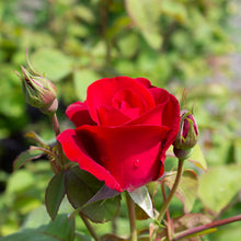 Hardy rose 'Emily Carr'