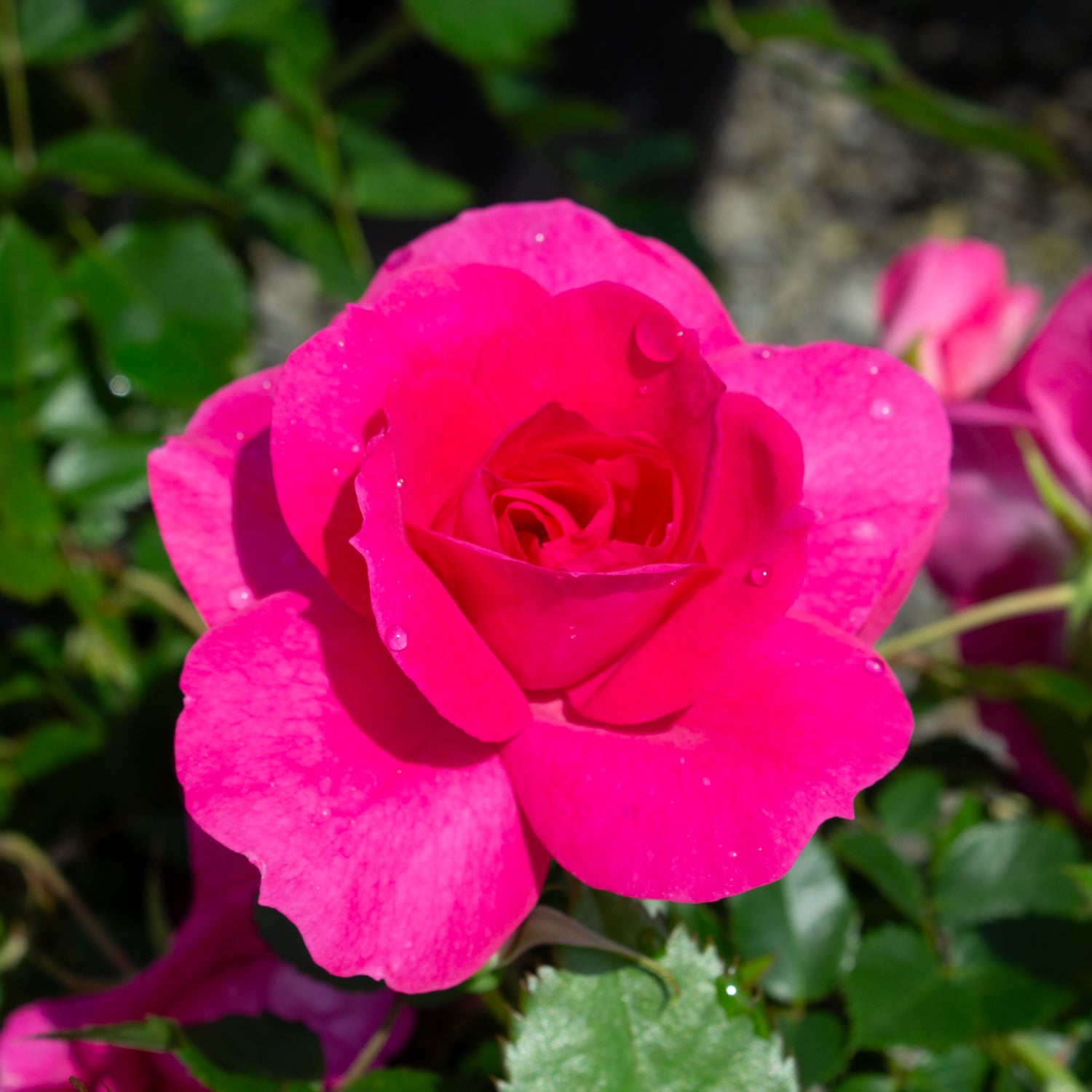 Rosier rustique 'Felix Leclerc'