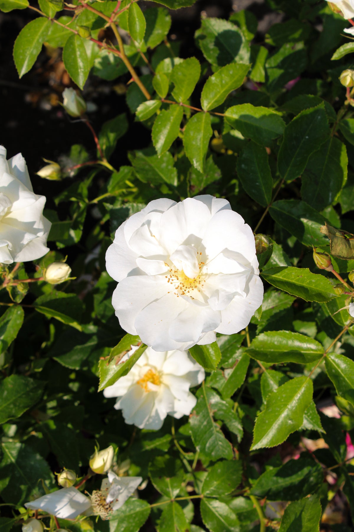 Rosier rustique 'Flower Carpet Blanc'