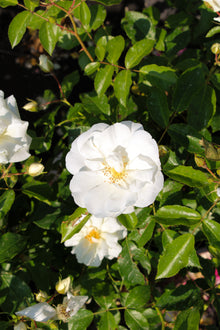 Rosier rustique 'Flower Carpet Blanc'