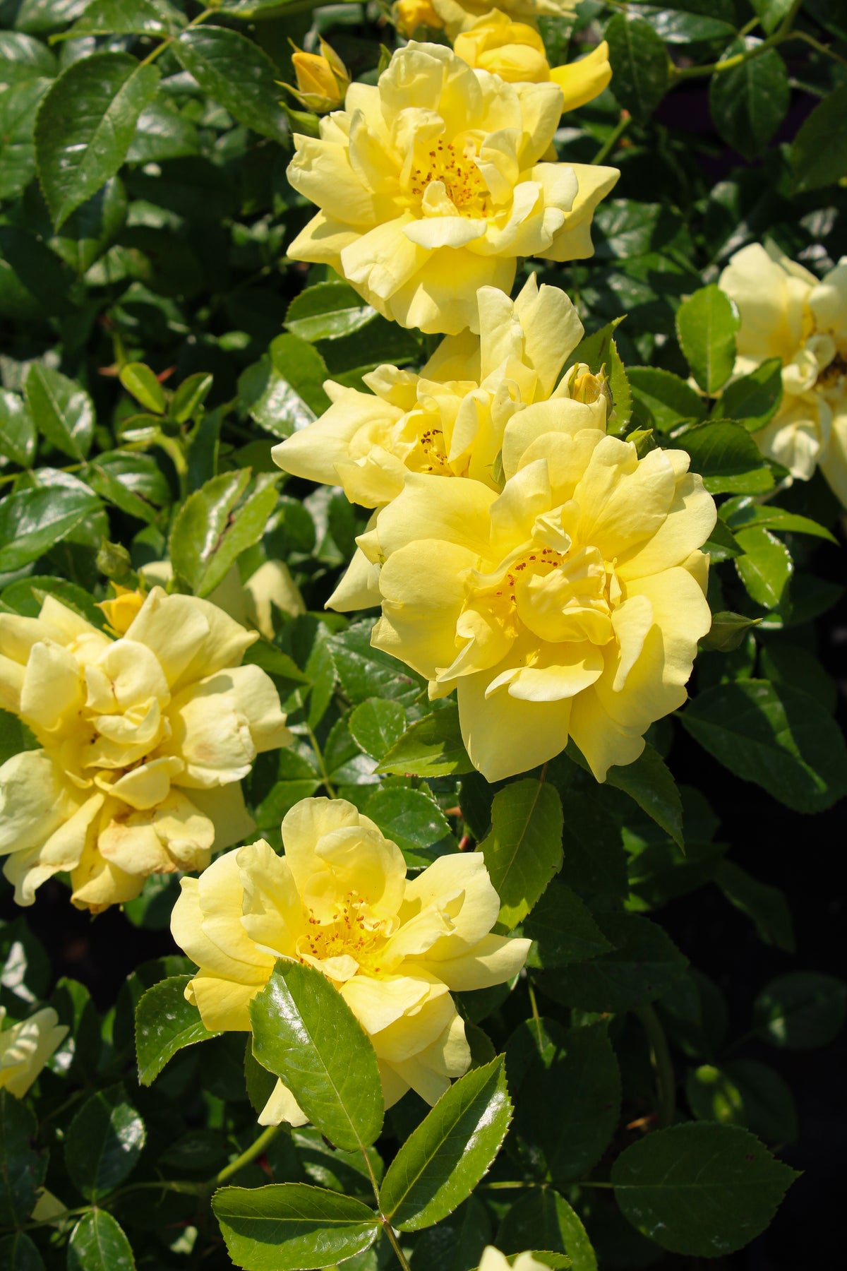 Rosier rustique 'Flower Carpet Jaune'