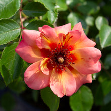 Rosier rustique 'Flower Carpet Pêche'