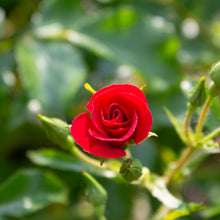 Rosier rustique 'Flower Carpet Mini Cherry'
