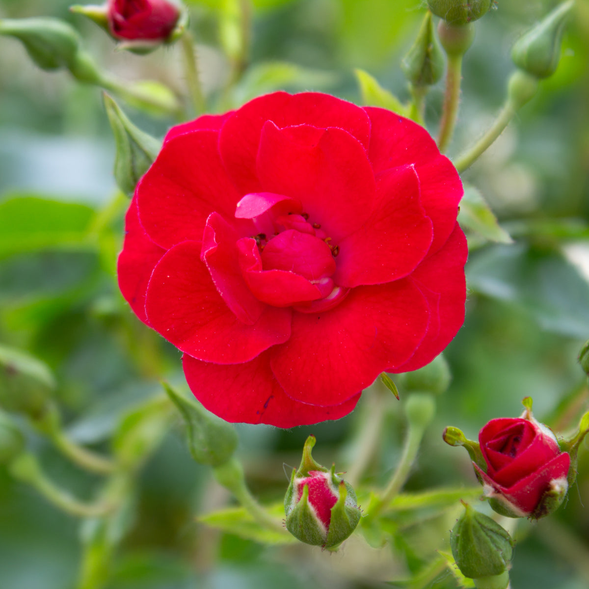 Rosier rustique 'Flower Carpet Mini Cherry'