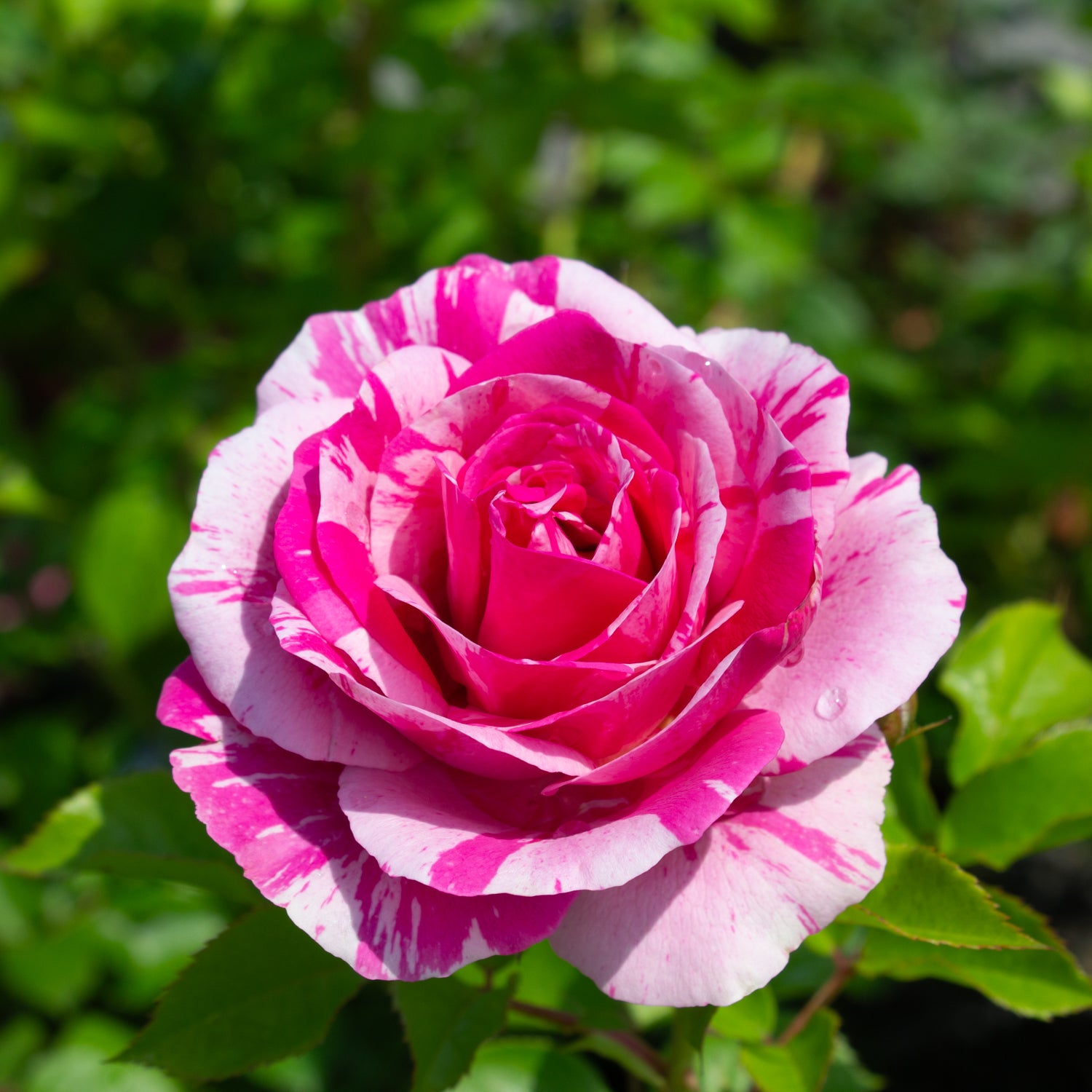 Rosier floribunda 'Fly So High'