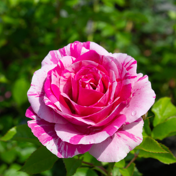 Rosier floribunda 'Fly So High'