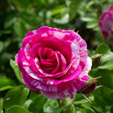 Rosier floribunda 'Fly So High'