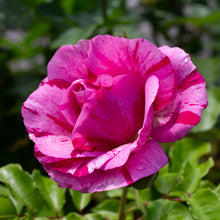 Rosier floribunda 'Fly So High'