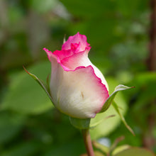 Rosier floribunda 'Fly So High'