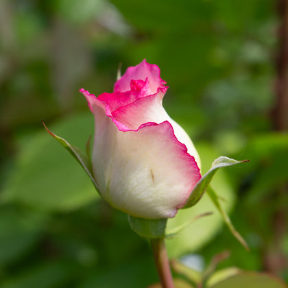 Rosier floribunda 'Fly So High'