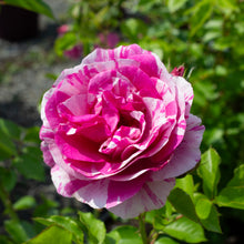 Rosier floribunda 'Fly So High'