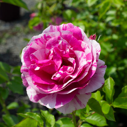 Rosier floribunda 'Fly So High'