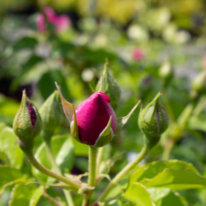Rosier floribunda 'Fly So High'