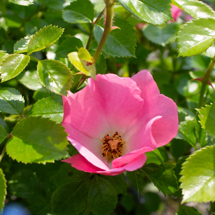 Hardy rose bush 'Forever &amp; Ever Pink'