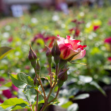 Climbing rose 'Fourth of July'
