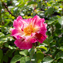 Climbing rose 'Fourth of July'