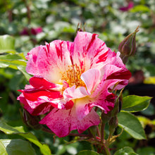 Climbing rose 'Fourth of July'