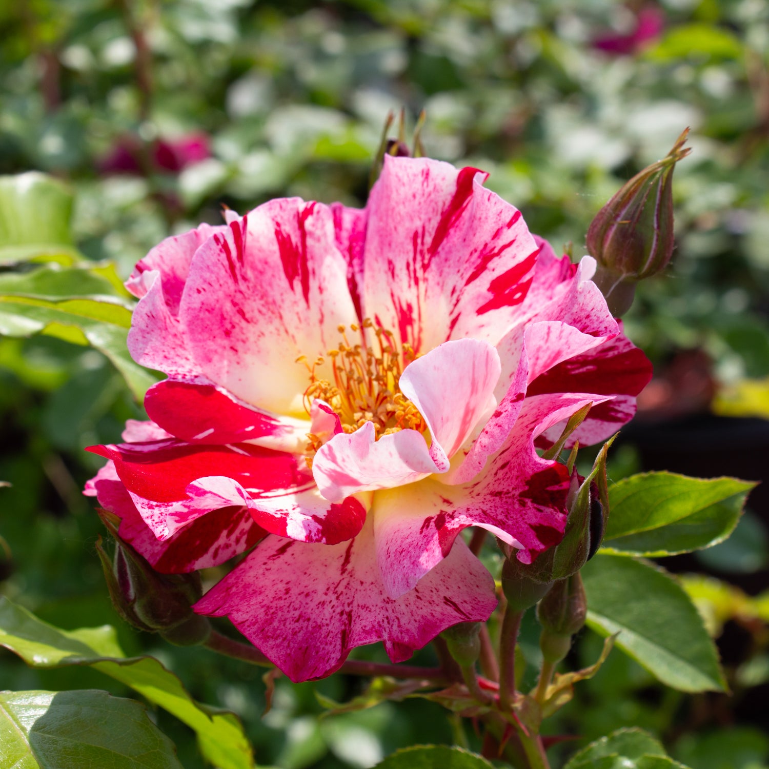 Climbing rose 'Fourth of July'