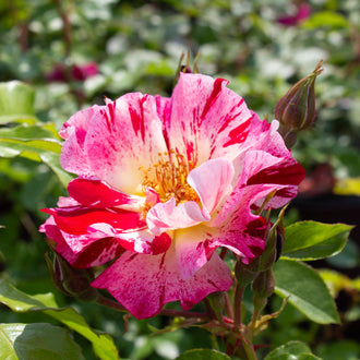 Rosier grimpant ‘Fourth of July’ (Rosa)